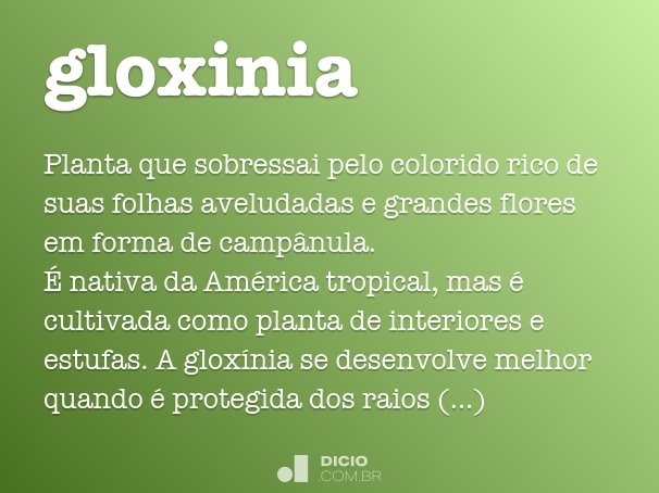 gloxinia