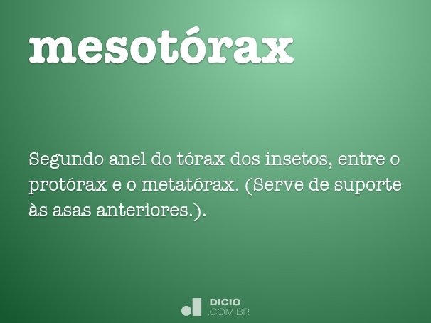 mesotórax