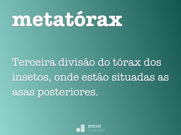metatórax
