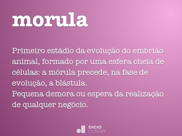 morula