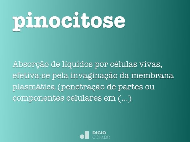 pinocitose