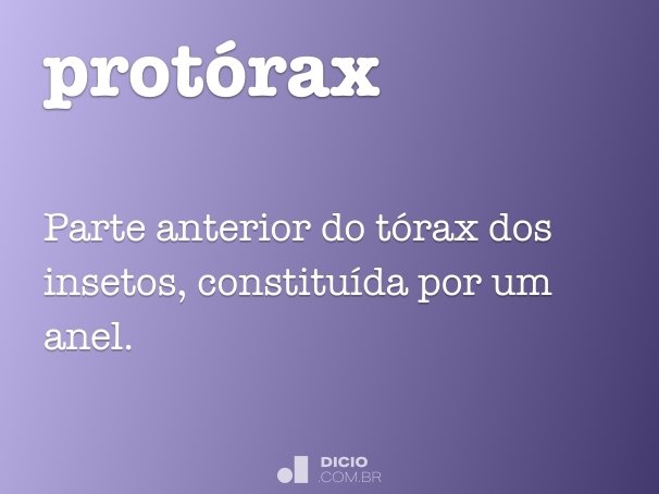 protórax